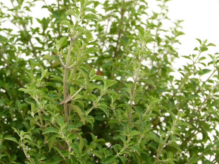 PROSTANTHERA rotundifolia