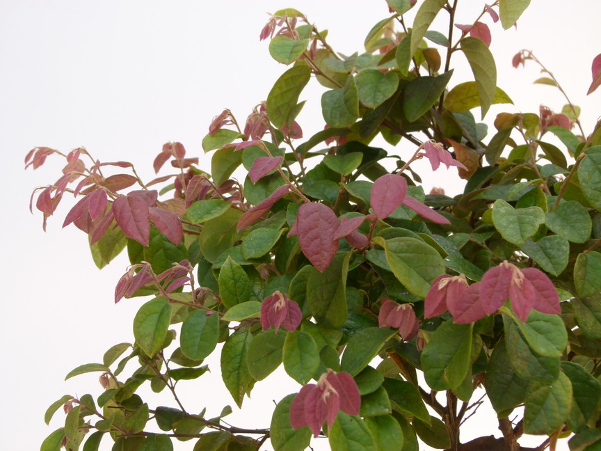 LOROPETALUM chinense Burgundy