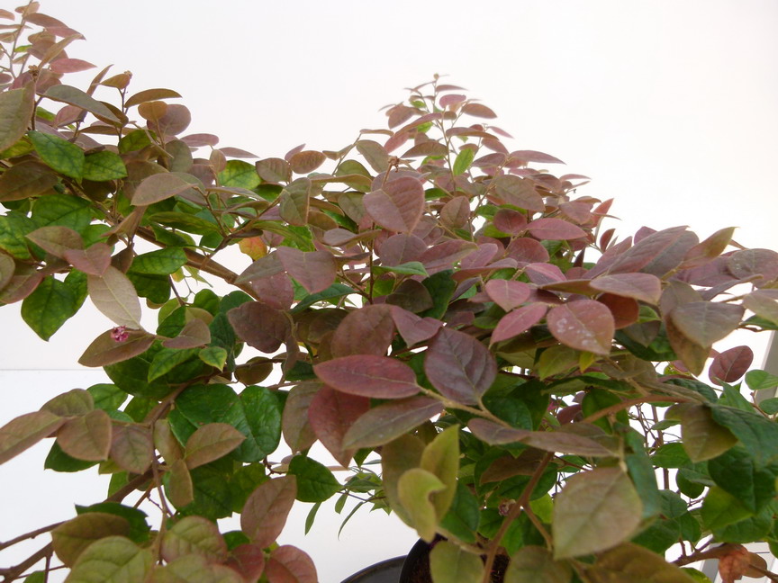 LOROPETALUM chinense Day Break Flame
