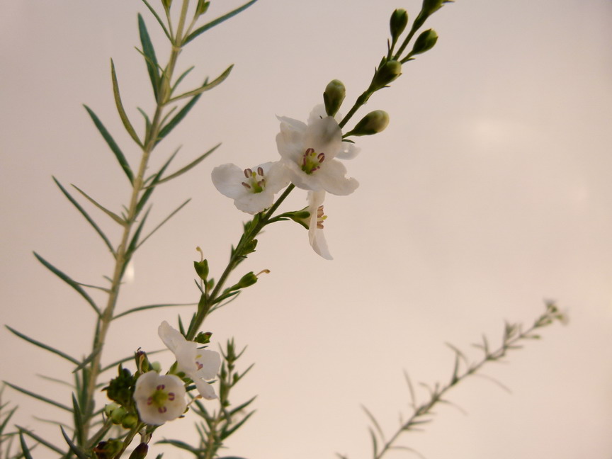 GOMPHOSTIGMA virgatum White Candy