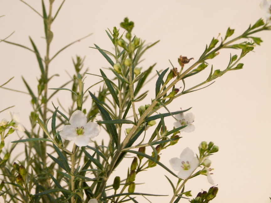 GOMPHOSTIGMA virgatum White Candy