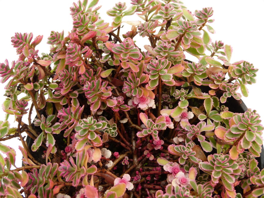 SEDUM spurium Variegatum