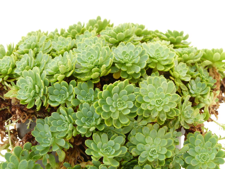 SEDUM pachyclados