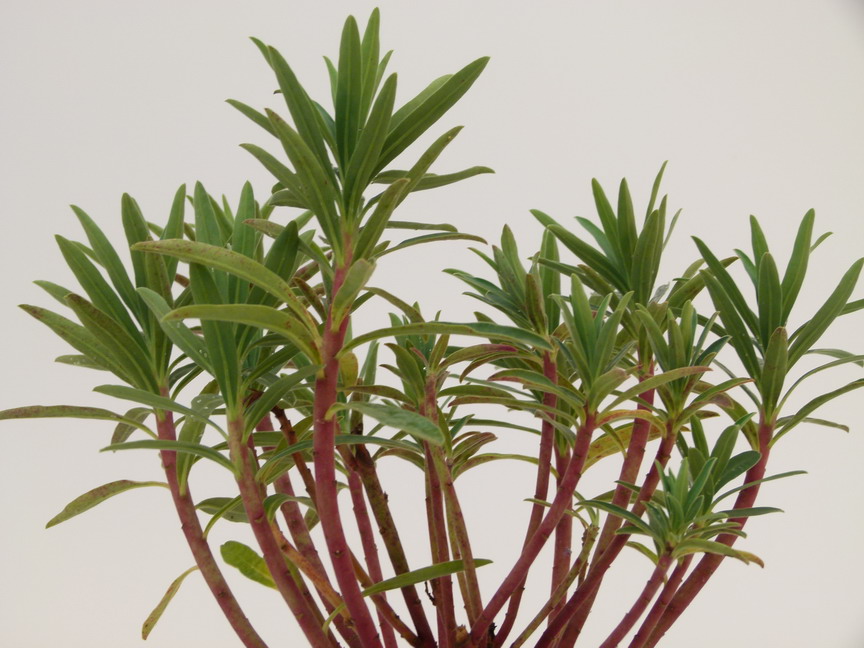 EUPHORBIA characias Blue Wonder