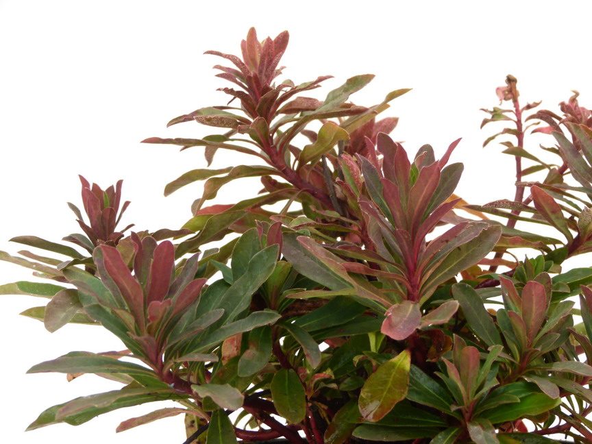 EUPHORBIA amygdaloides Purpurea