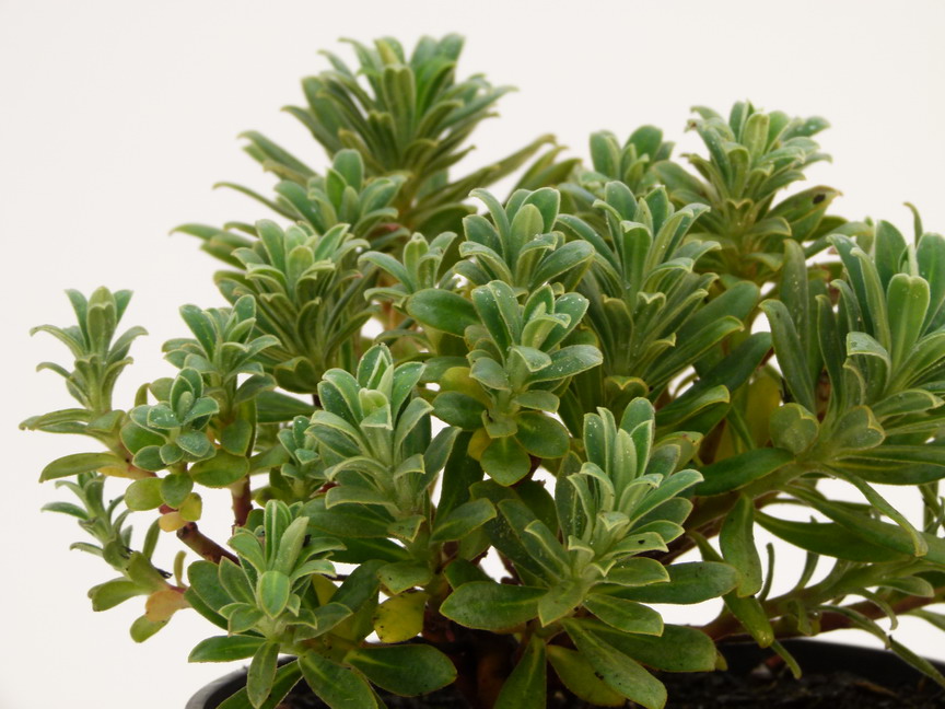 EUPHORBIA characias ssp characias