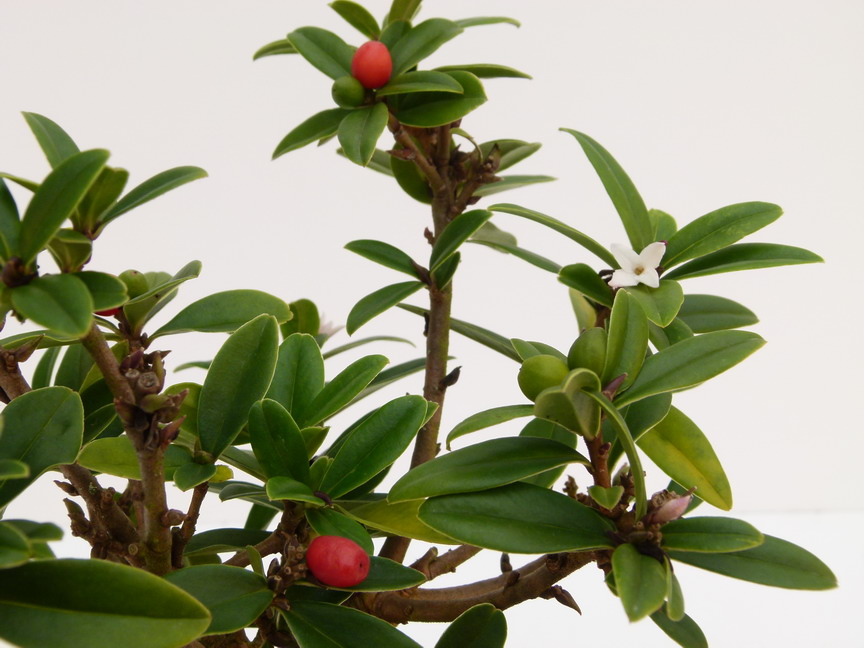 DAPHNE tangutica