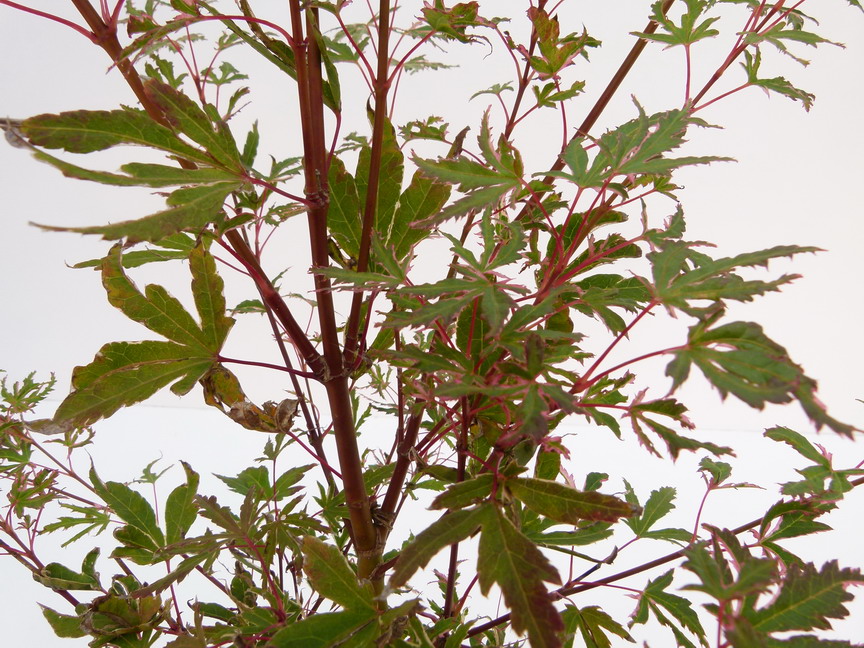 ACER palmatum Tricolor