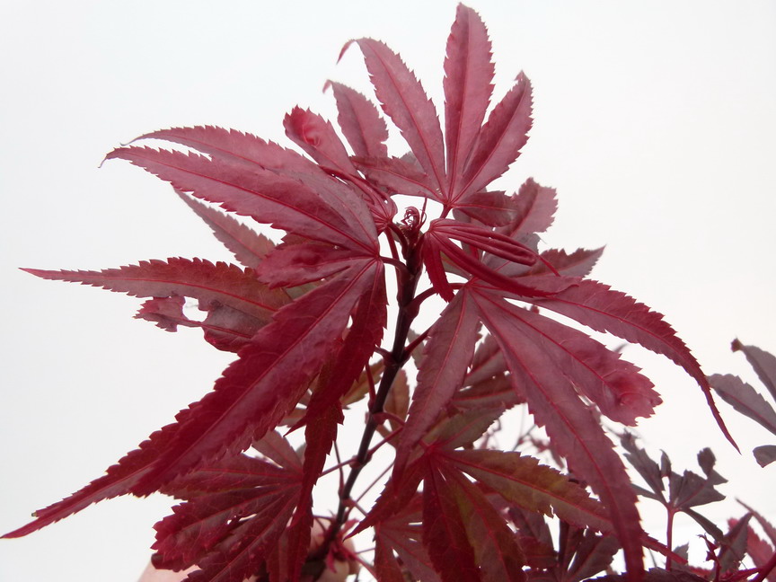 ACER palmatum Shaina