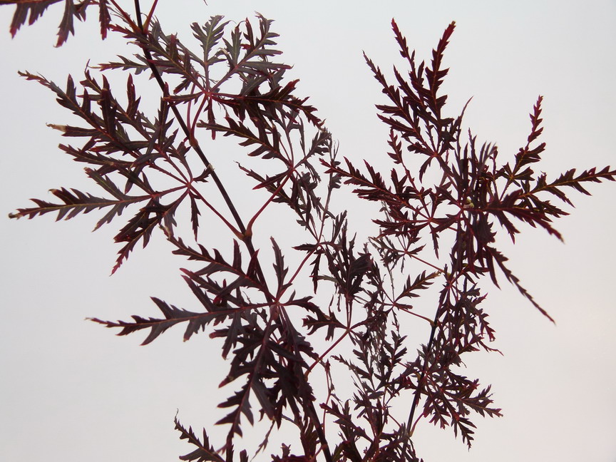 ACER palmatum Dissectum Garnet