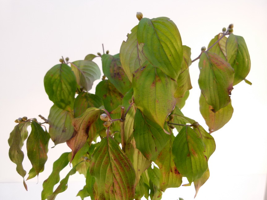 CORNUS officinalis