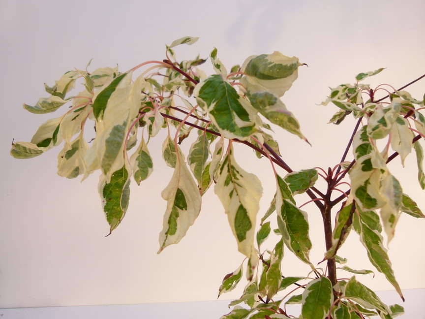 CORNUS controversa Variegata
