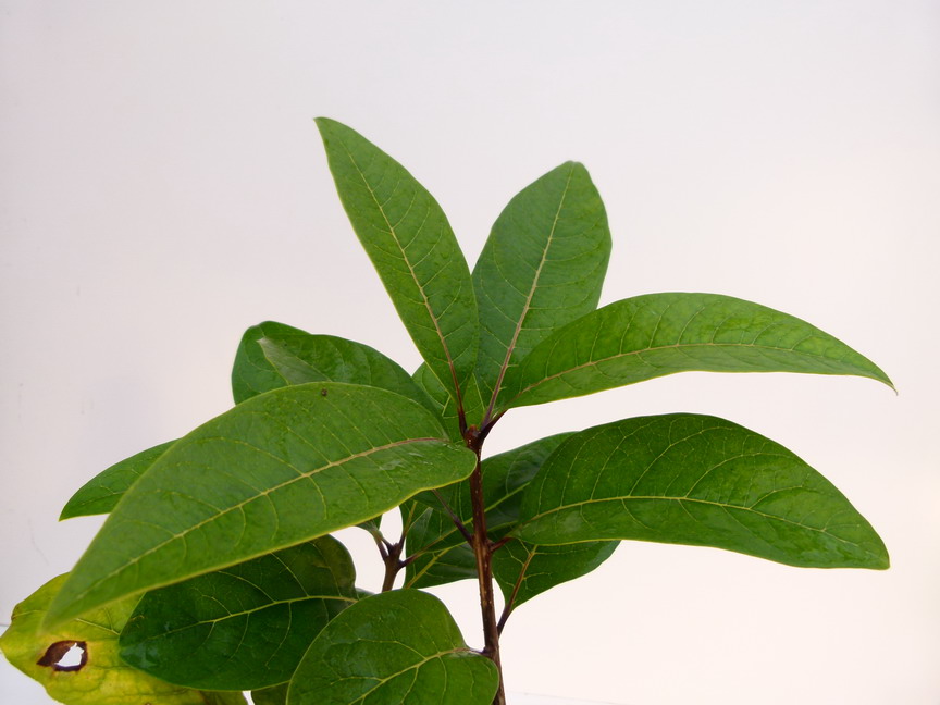 CHIONANTHUS virginicus