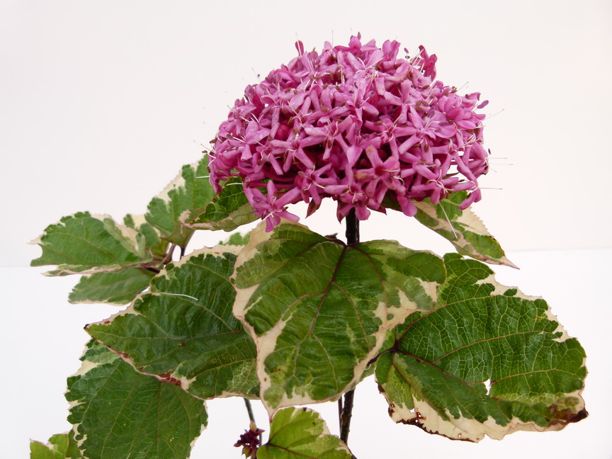 CLERODENDRUM bungei Pink Diamond ®