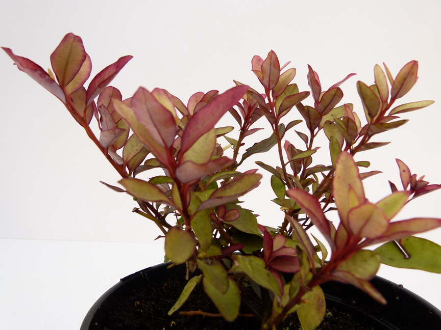 PSEUDOWINTERA colorata Marjorie Congreve