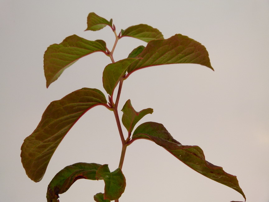 STEWARTIA pseudocamellia var. Koreana