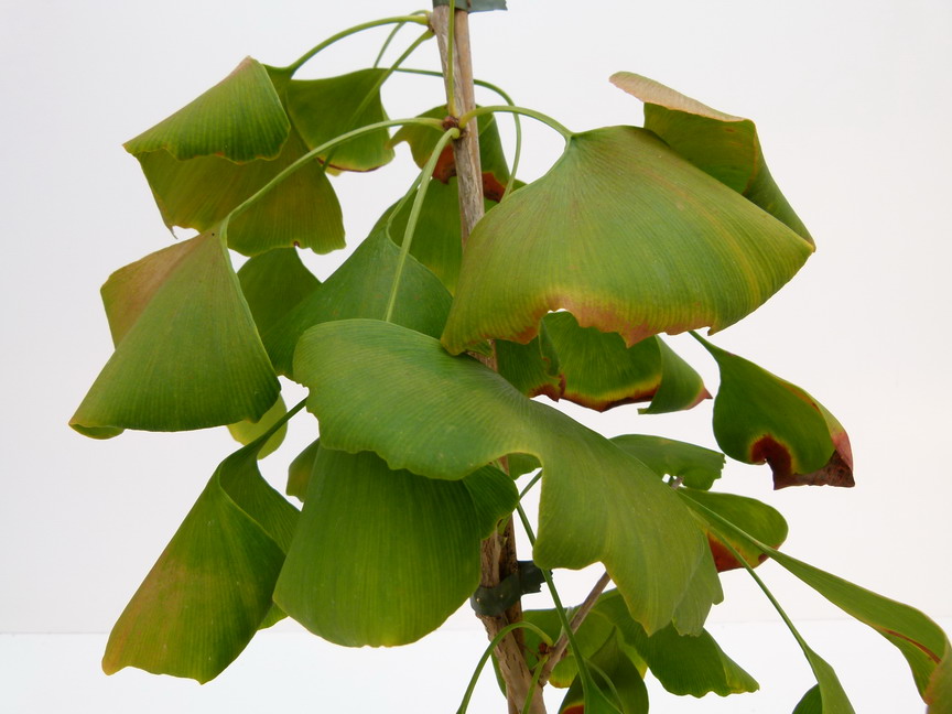 GINKGO biloba Princeton Sentry