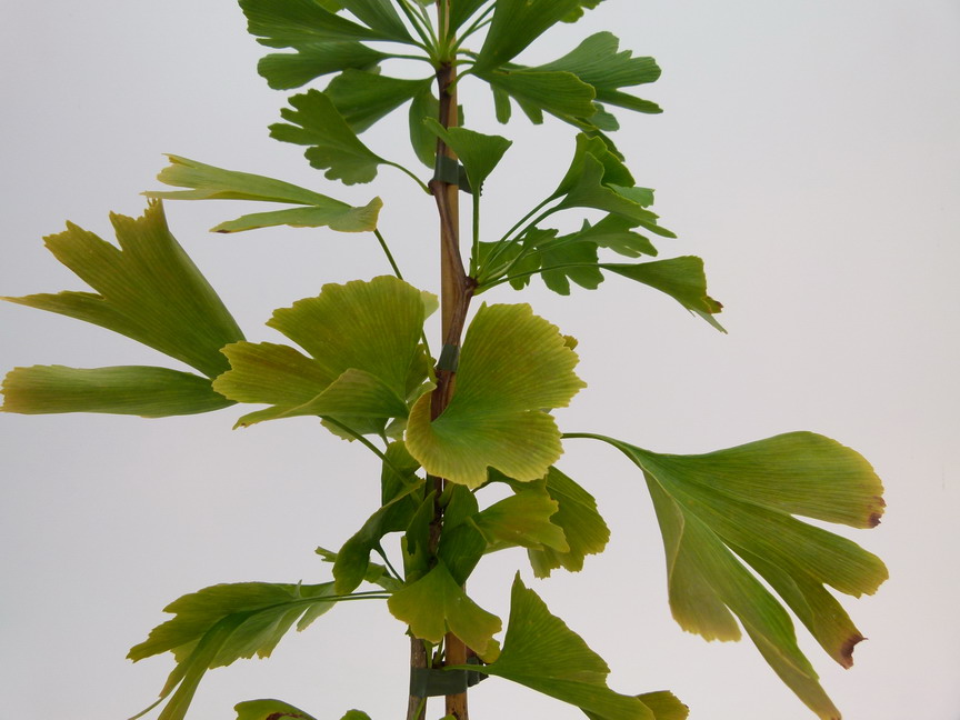 GINKGO biloba