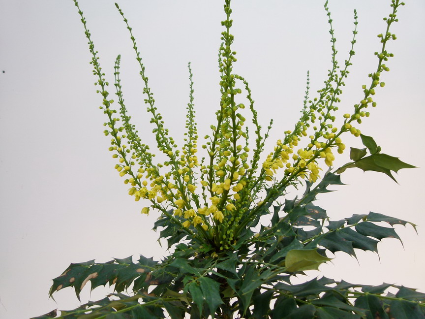 MAHONIA x.media Winter Sun