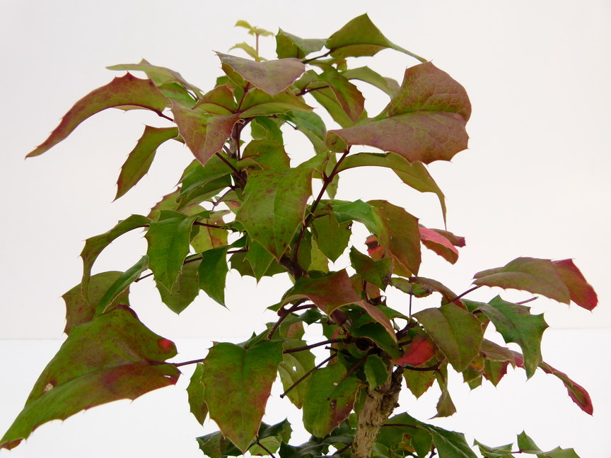 MAHONIA aquifolium