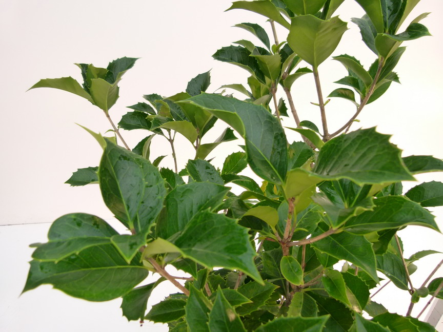 OSMANTHUS x.fortunei