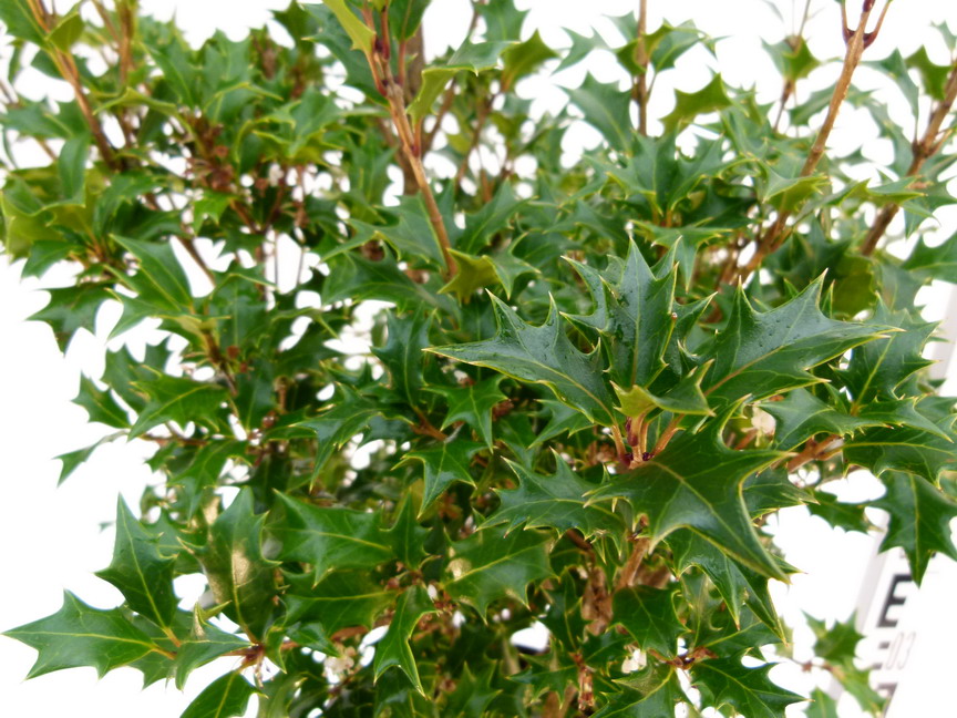 OSMANTHUS heterophyllus Gulftide : feuillage estival. Nº5049