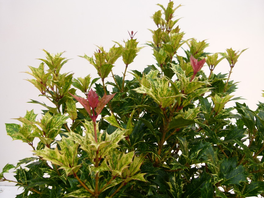 OSMANTHUS heterophyllus Goshiki