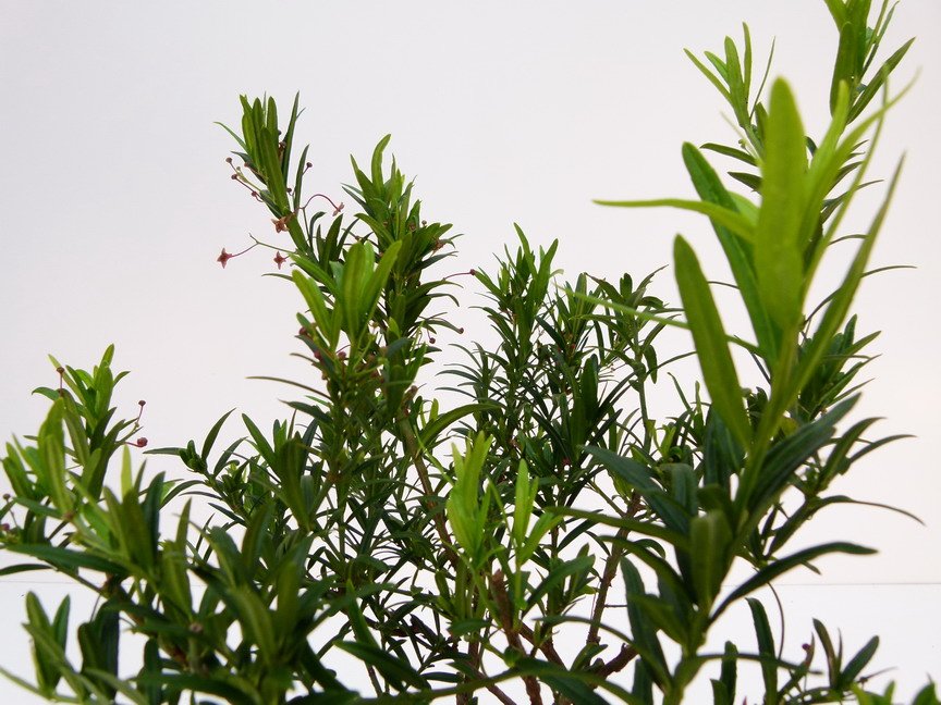 EUONYMUS nanus var. Turkestanicus