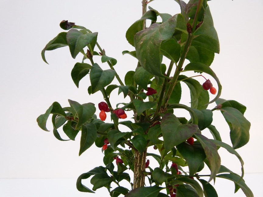 EUONYMUS alatus Compactus
