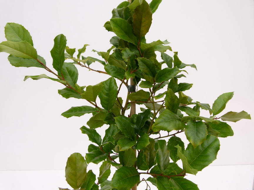 ITEA ilicifolia
