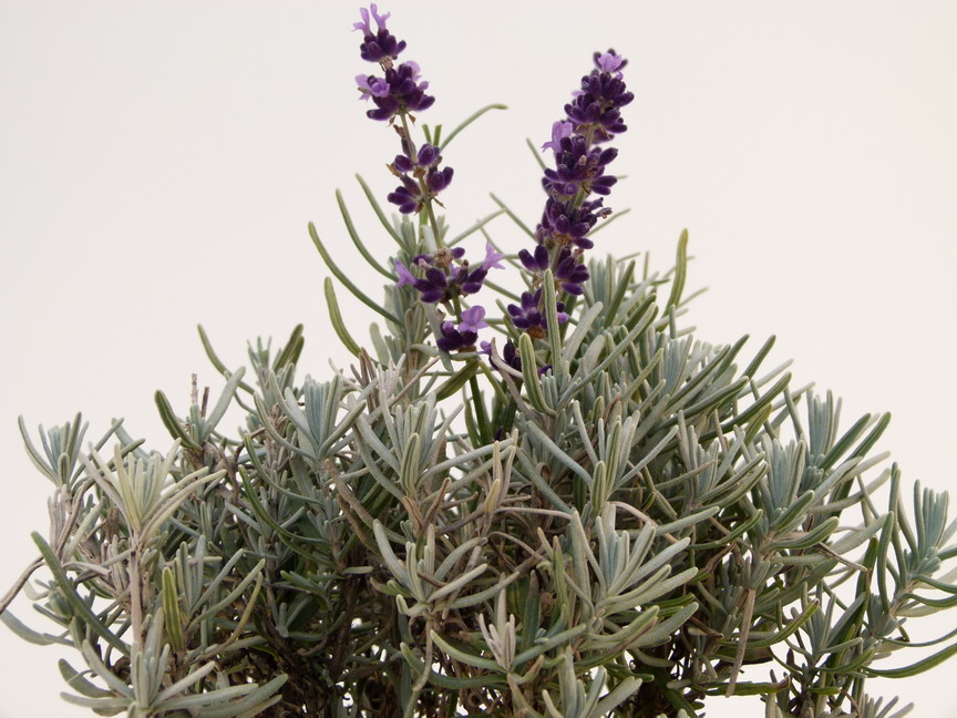 LAVANDULA angustifolia Anna ®