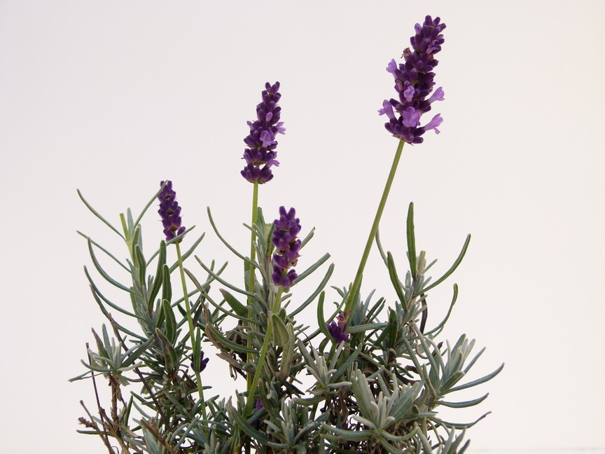 LAVANDULA angustifolia Twickel Purple