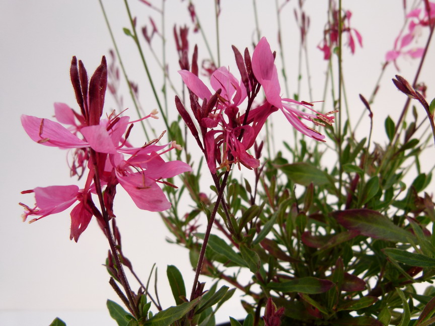 GAURA lindheimeri Siskiyou Pink