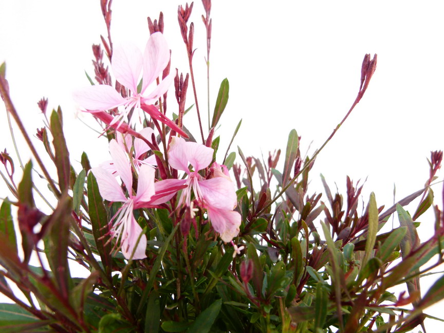 GAURA lindheimeri Blaze ®