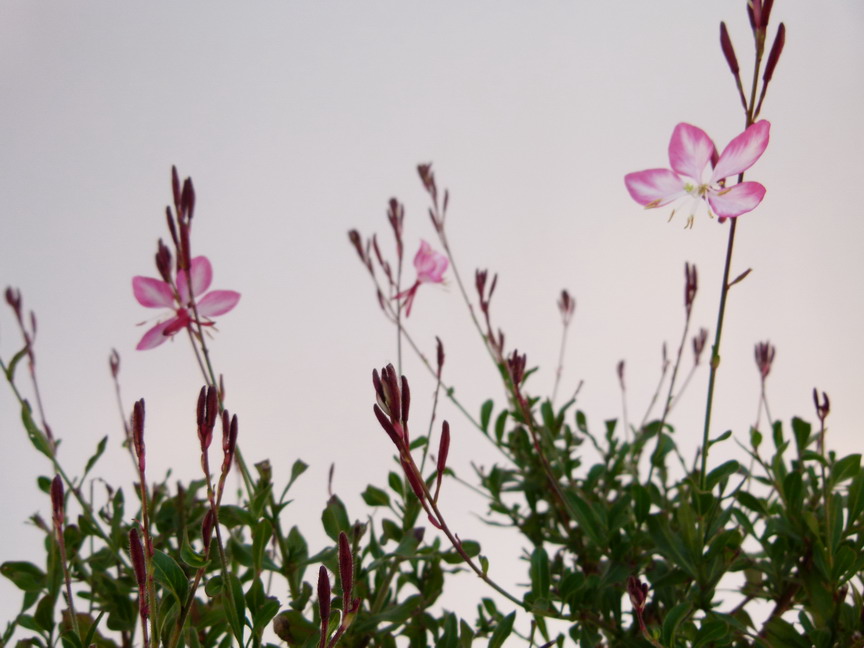 GAURA lindheimeri Rosyjane ®