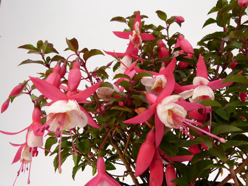FUCHSIA Alice Hoffman