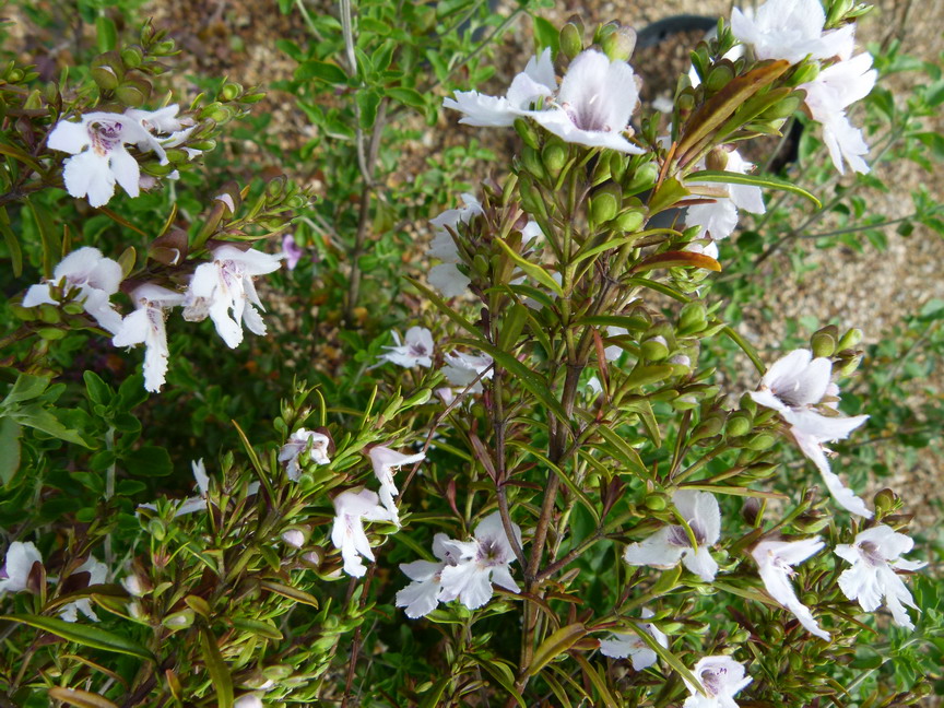 PROSTANTHERA poorinda Ballerina