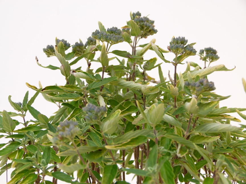 CARYOPTERIS x.clandonensis Sunny Blue ®