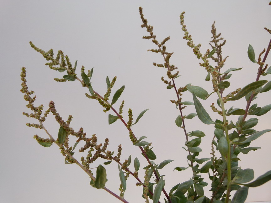 ATRIPLEX halimus