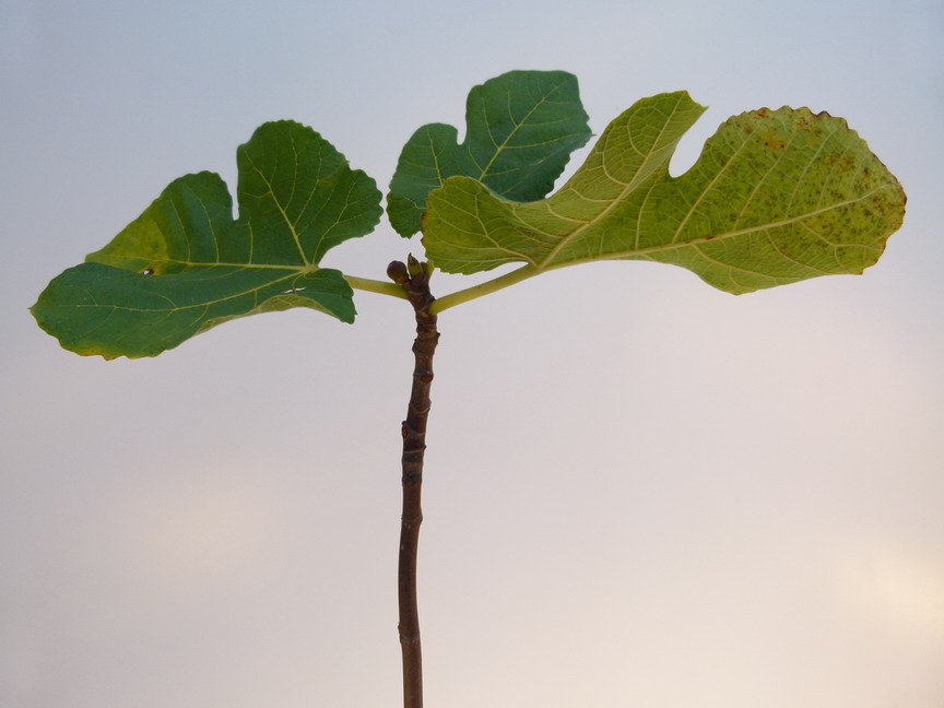 planter une tige de figuier