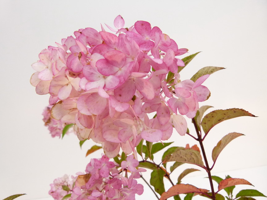 HYDRANGEA paniculata Vanille Fraise ® : floraison estivale. Nº5109