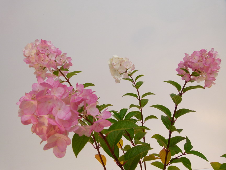 HYDRANGEA paniculata Sundae Fraise ® : floraison automnale. Nº5112