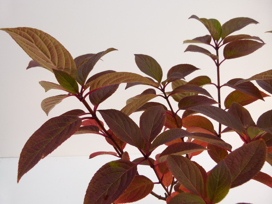 HYDRANGEA paniculata Early Sensation ®