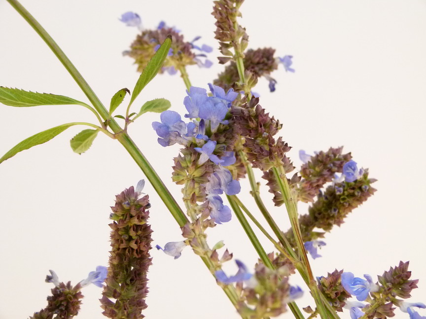 SALVIA uliginosa