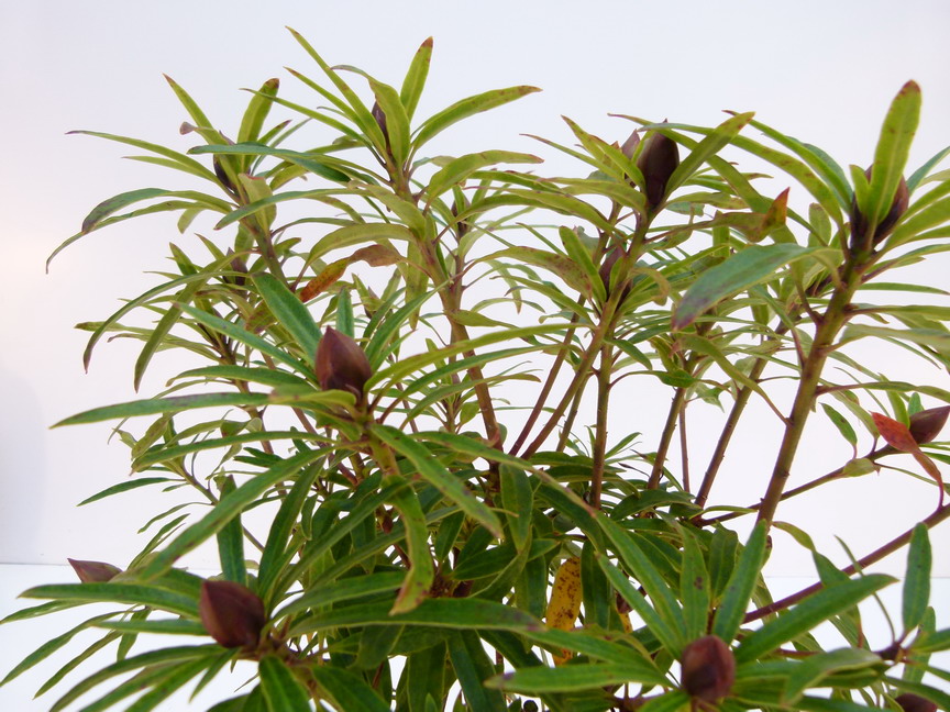 RHODODENDRON hybride Graziella