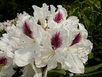 RHODODENDRON hybride Manon