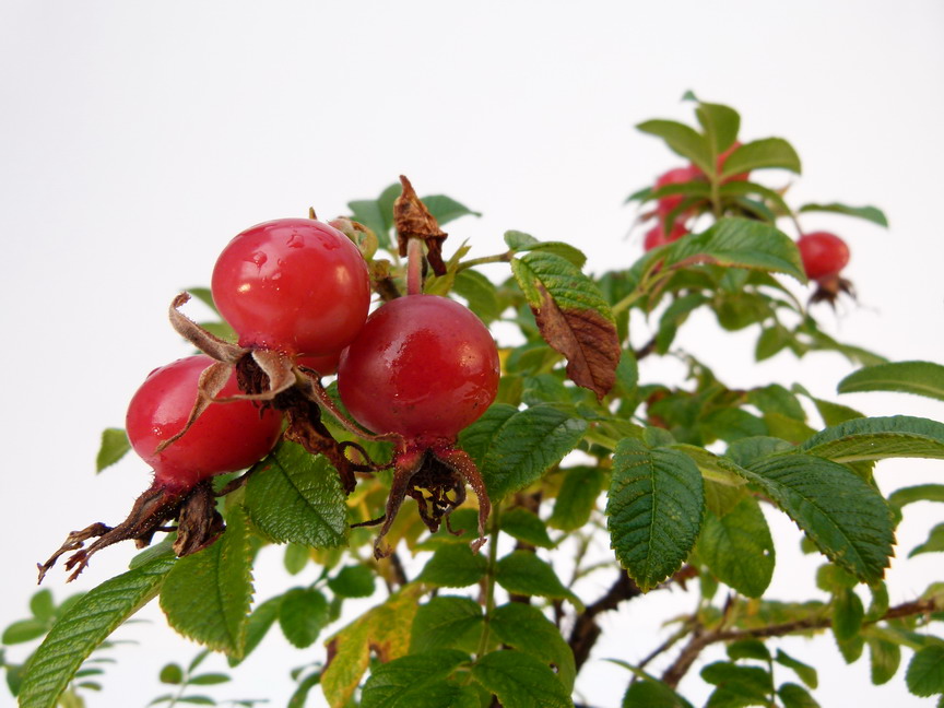 ROSA rugosa Exception ®