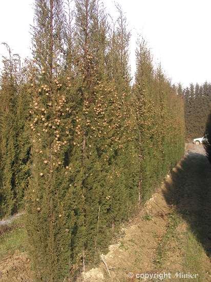 CUPRESSUS sempervirens Jacques Ponchet