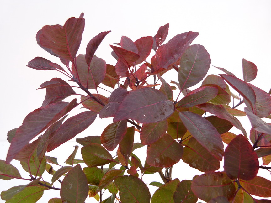 COTINUS x.dummeri Grace