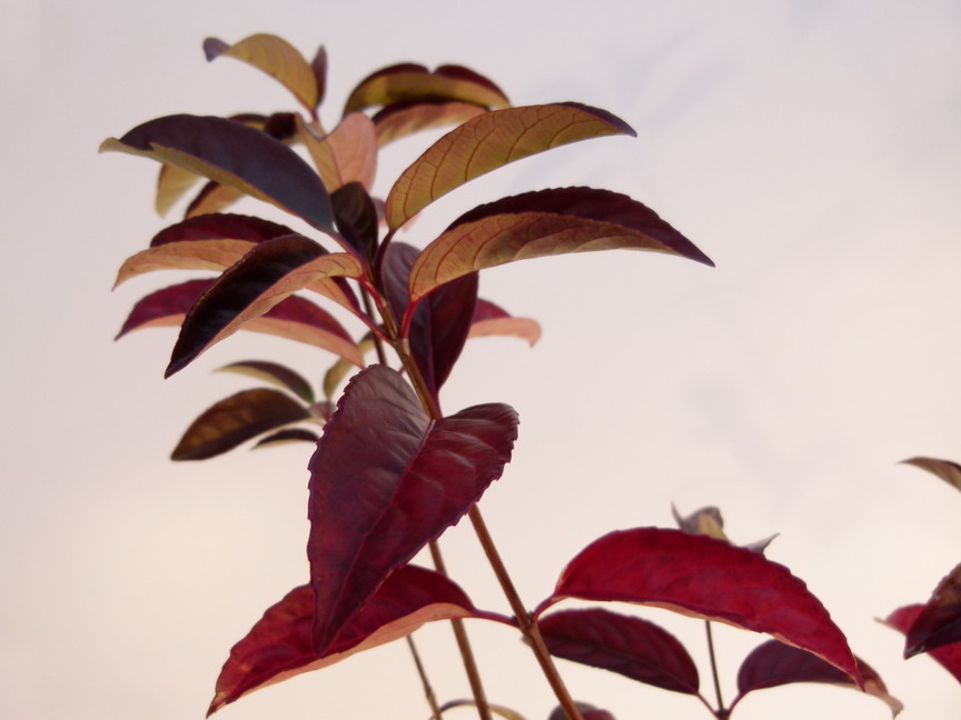 VIBURNUM Le Bois Marquis ®
